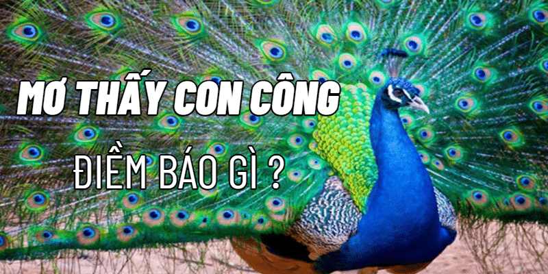 Mơ thấy công